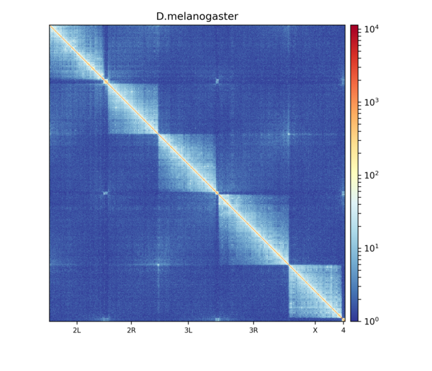 ../../_images/hicPlotMatrix.png